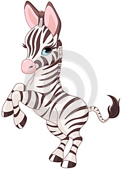 Cute baby zebra