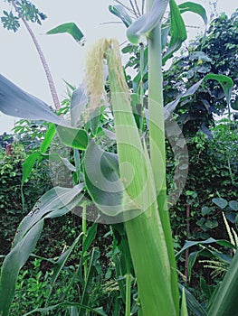 Cute Babycorn in my farm