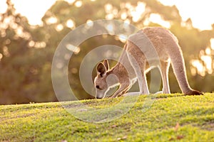 Cute backlit baby wallaby