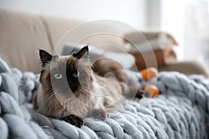 Cute Balinese cat on sofa. Fluffy pet