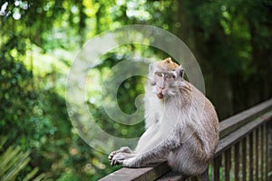 Cute Balinese monkey sitting on a wooden railing