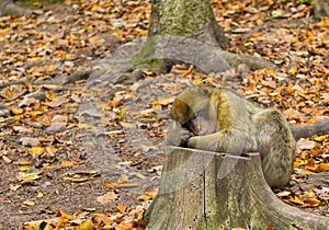 A cute barbary ape monkey macaca sylvanus