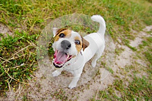 Cute barking dog photo