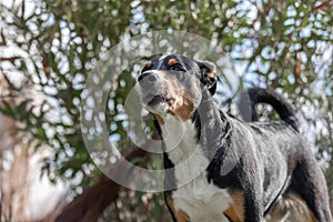 Cute barking dog not aggressive, Appenzeller Sennenhund