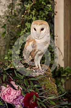 Cute barn owl