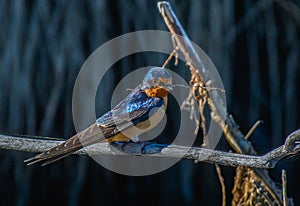 A Cute Barn Swallow with Nesting Material in the Morning Sunshine