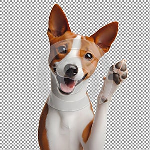 Cute Basenji Dog Smiles, Showing High Five