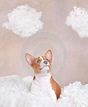 Cute Basenji puppy in clouds