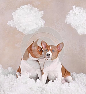 Cute Basenji puppys in clouds