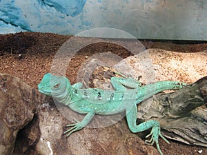 Cute basilisk in a contact zoo