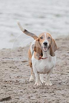 Cute Basset Hound at the beach