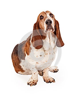 Cute Basset Hound Dog Sitting