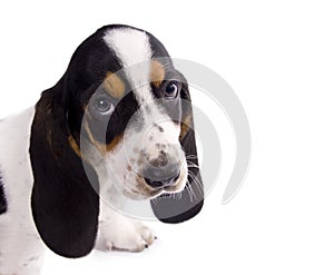 Cute basset hound puppy