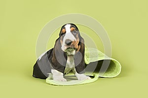 Cute basset hound puppy sitting with a green beach bag on a green background