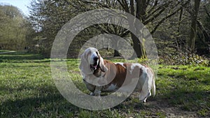 Cute Bassett Hound in a beautiful park looking around and sniffing.