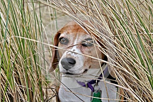 Cute beagle dog