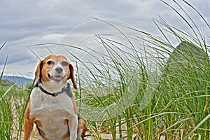 Cute beagle dog