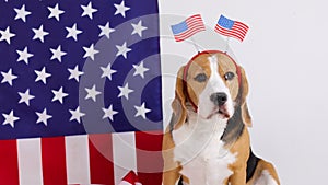 Cute beagle dog at the American flag. July 4 Independence Day.