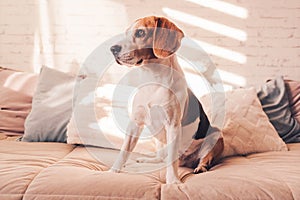 Cute beagle dog on the Bed in sunny bright room