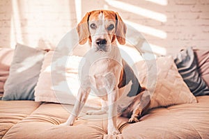 Cute beagle dog on the Bed in sunny bright room