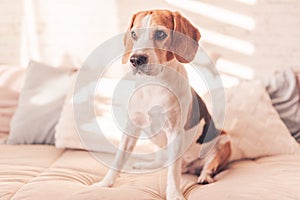 Cute beagle dog on the Bed in sunny bright room