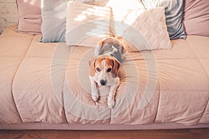 Cute beagle dog on the Bed in sunny bright room