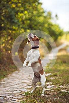 A Cute Beagle Dog Begs