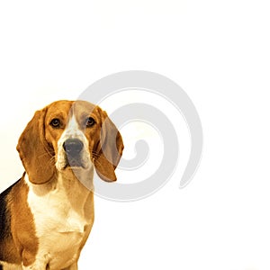 Cute beagle dog on blank white background