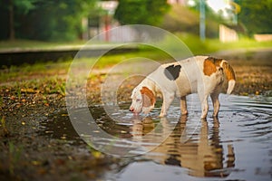 A cute beagle dog drinking water in a small puddle in the park.