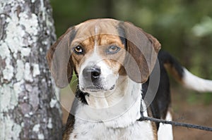 Cute Beagle dog with floppy ears