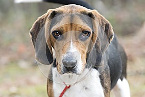 Cute Beagle dog with floppy hound ears