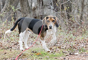 Cute Beagle dog with floppy hound ears outside on leash