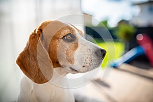 Cute beagle dog head portrait in backyard