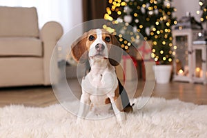 Cute Beagle dog at home against blurred Christmas lights