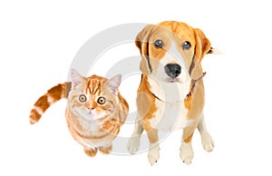 Cute Beagle dog and kitten Scottish Straight sitting together, top view