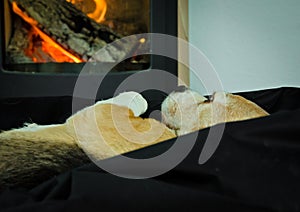 A cute beagle dog lays lazy and relaxed in front of a fireplace