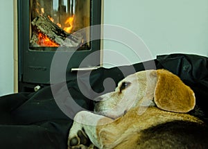 A cute beagle dog lays lazy and relaxed in front of a fireplace