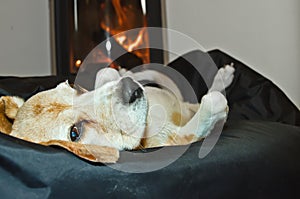 A cute beagle dog lays lazy and relaxed in front of a fireplace