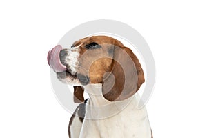 Cute beagle dog licking his nose and standing