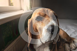 cute beagle dog lies on the bed near the window under the rays