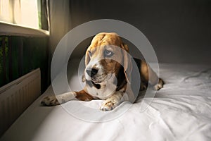 cute beagle dog lies on the bed near the window under the rays