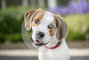 A cute Beagle dog listening with a head tilt