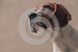 Cute beagle dog looking up with big shiny eyes