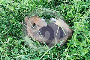 A cute beagle dog lying down on the grass field