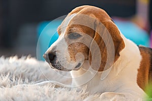 Cute beagle dog lying on a garden sofa in backyard