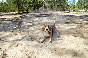 A cute beagle dog is lying in a pine forest