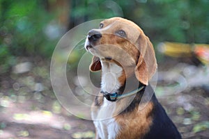 Beagle dog.