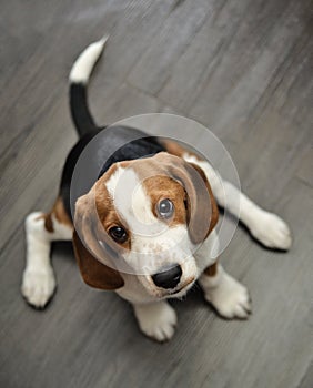 Cute Beagle dog puppy seating