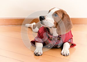 Cute Beagle dog puppy