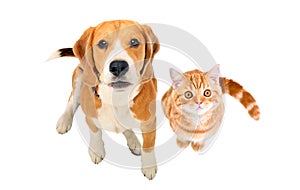 Cute Beagle dog and red kitten Scottish Straight sitting together, top view